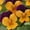 Orange, variant on Viola Flower Garden Seeds - Sorbet F1 Series - Yesterday Today Tomorrow - 100 Seeds - Annual Flower Gardening Seeds