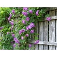 thumbnail image 5 of Seedville 5 Purple Climbing Rose Flower Seeds, Fragrant Rosa Bush Vine for Butterfly Gardens, 5 of 8