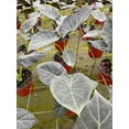 thumbnail image 3 of BubbleBlooms Alocasia Regal Shield, 6 inch, Upright Black Elephant Ear Plant, 3 of 5