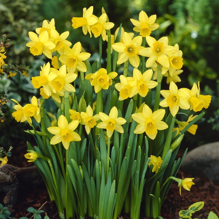 Van Zyverden Daffodils Tete A Tete Set of 6 Bulbs Yellow Partial