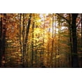 thumbnail image 2 of Alan Hausenflock 24x17 Gallery Wrapped Canvas Wall Art Titled - Sunset Through the Woods I, 2 of 4