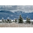 thumbnail image 2 of Garber, Howie 18x13 Gold Ornate Wood Framed with Double Matting Museum Art Print Titled - Evergreen trees in winter with Teton Mountains in distance-Driggs-Idaho, 2 of 4