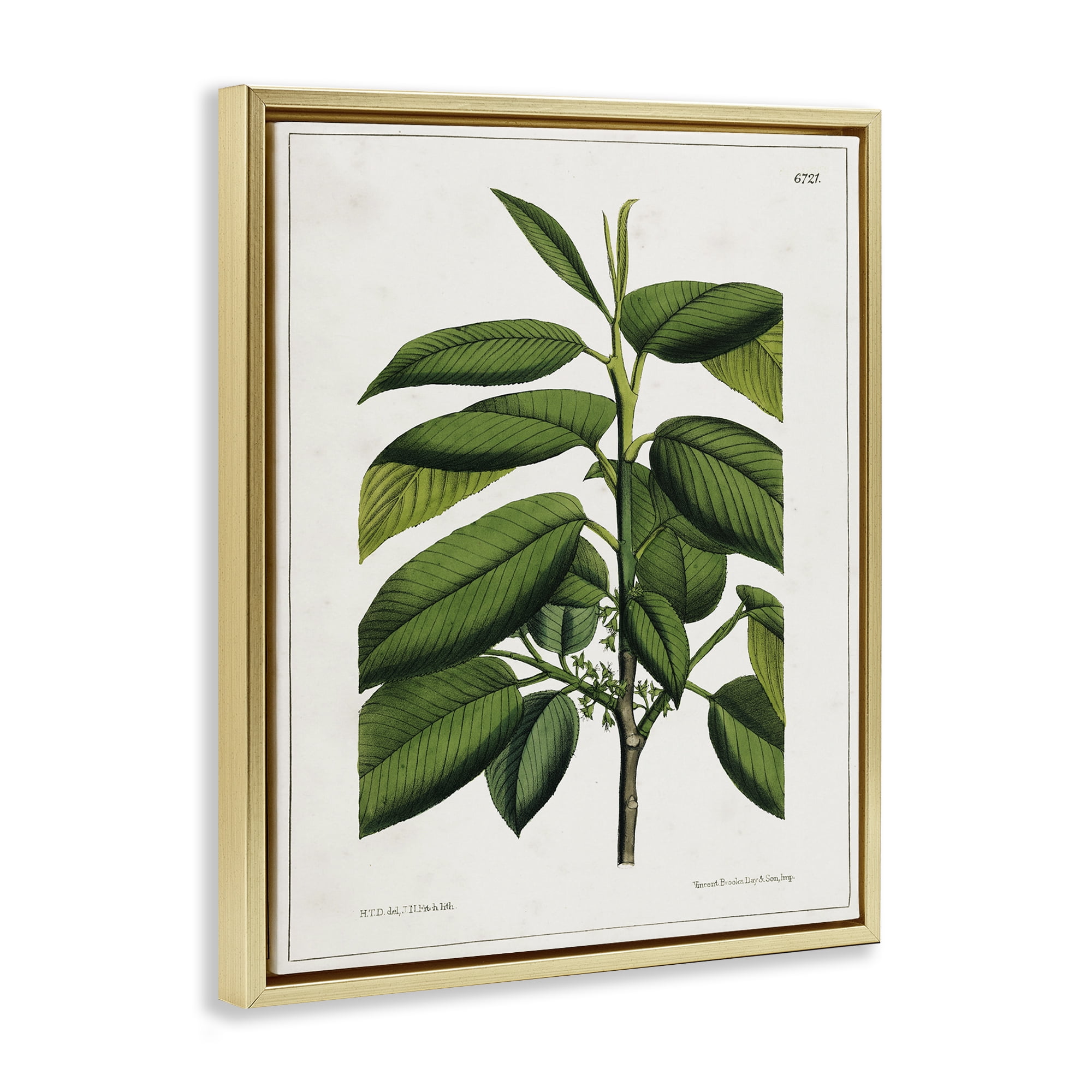 Stupell Industries Scientific Woodland Plant Plants & Flowers Painting Gold Floater Framed Canvas Art Print Wall Art, 25 x 31