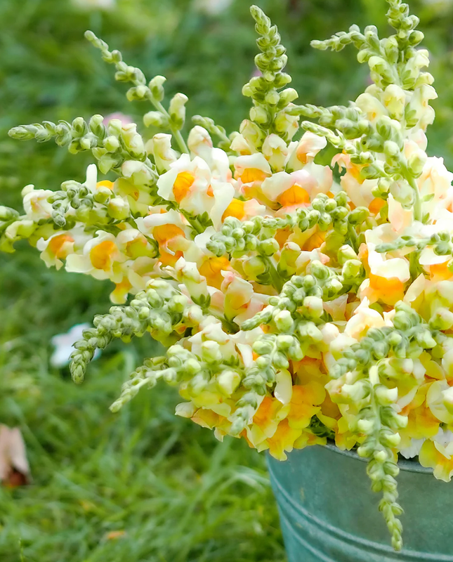 30 Seeds Costa Apricot Snapdragon Cold Attracts Pollinators Cottage Border Garden Antirrhinum Majus