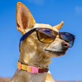 thumbnail image 4 of Dog Collar Leash Slip Walking Leash Collar Rope Long Pet Strong Training Walking Swimming Hiking, 4 of 8