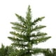 thumbnail image 2 of Árbol de Navidad Vickerman Camdon Fir 2 m 550 Luces LED, 2 of 8