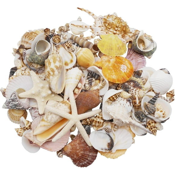 GraceAngie 50pcs Mixed Sea Shells Various Sizes Natural Beach Seashells for Hermit Crab Home, Candle Making, Home Decorations, Beach Theme Party Wedding Decor, DIY Crafts, Fish Tank and Vase Fillers