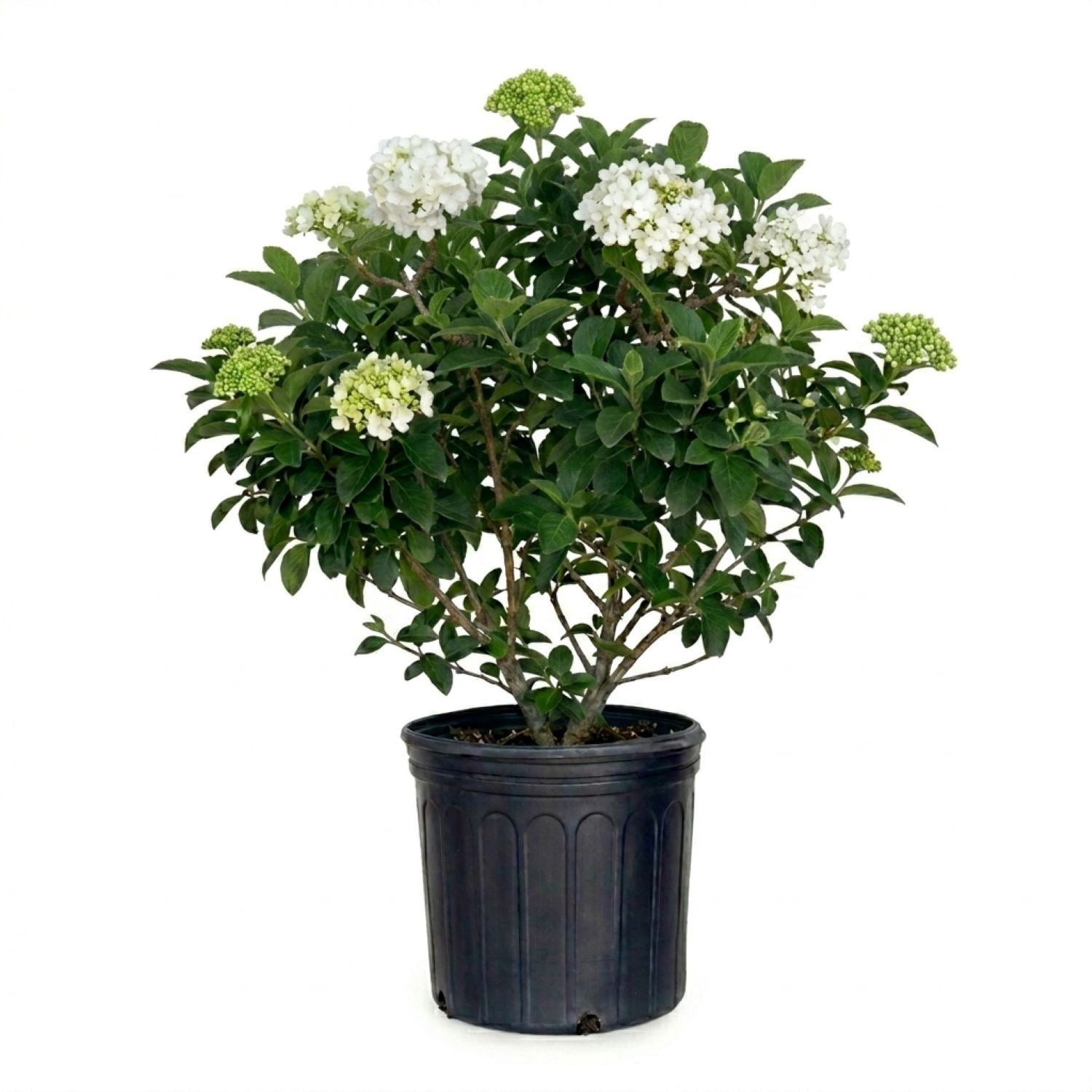Southern Living Semmes Beauty Oak Leaf Hydrangea Live Shrub in 2.5