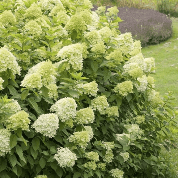 Dormant Limelight Hydrangea Plant in 2.5-Inch Pot for Garden and Landscape Decor