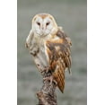 thumbnail image 2 of Jones, Adam 17x24 White Modern Wood Framed Museum Art Print Titled - Barn owl-Tyto alba-Florida, 2 of 4