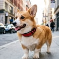thumbnail image 1 of MKHSQHDG Clearance Adjustable Collar for Small Medium Large Dogs Soft Nylon Padded Collar with Quick Release Buckle Reflective Strip for Night Walks Comfortable Breathable Design for Puppy and Cat, 1 of 5