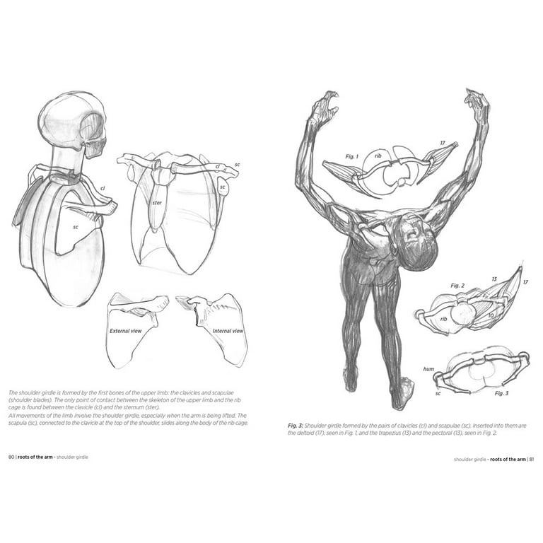 Anatomy Drawing  Bottega d'Arte la Zaffera