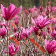 thumbnail image 4 of Ann Magnolia Plant, 4-7 Inch Height, Suitable for Home and Garden Decor, 4 of 5