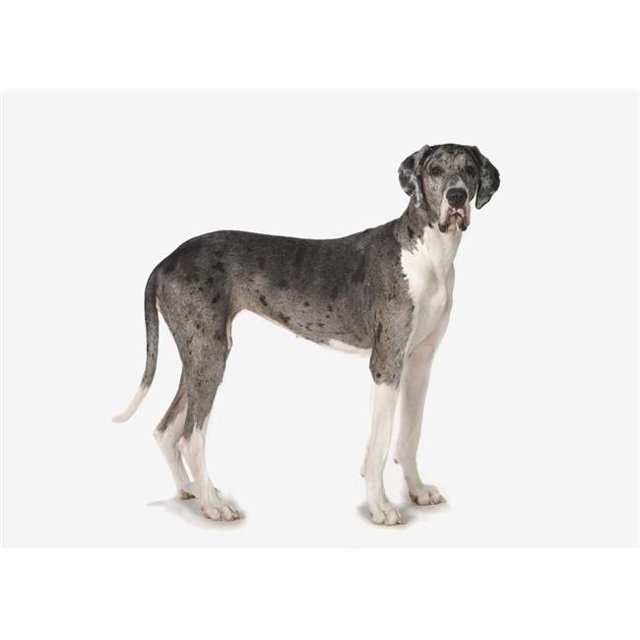 Great Dane Dog Affiche Imprimée, 36 x 26