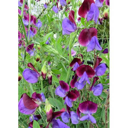 Sweet Pea Wedding Flowers - Laminated Poster Climbing Sweet Flowers Garden English Pea Purple Poster Print 24 x 36