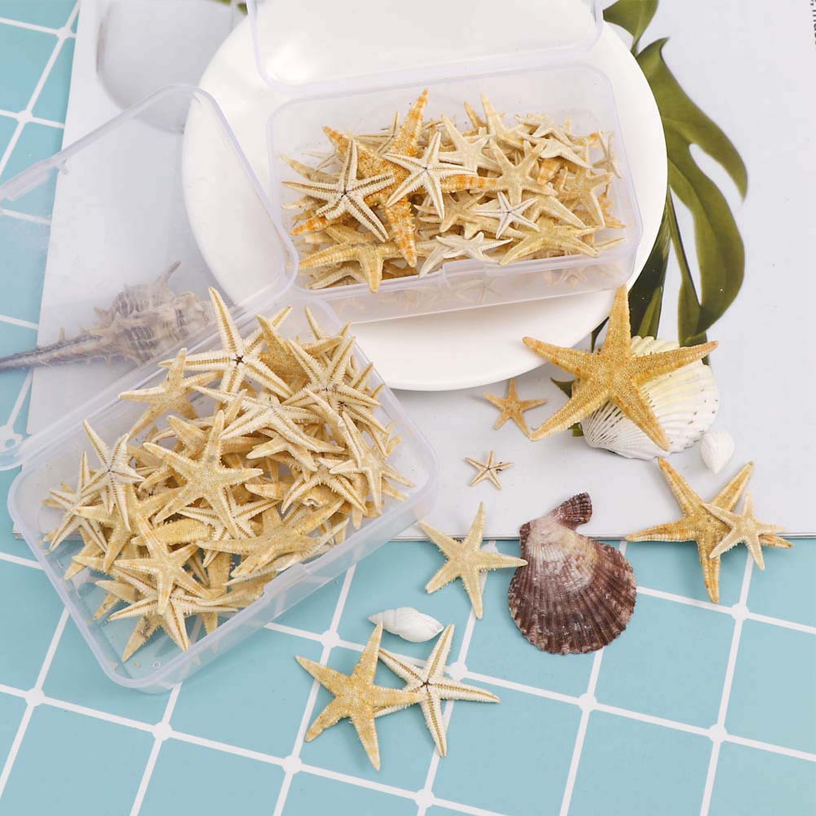 20/50/100PCS Real Natural Mixed Starfish Seashells Ocean Decor Craft Making  Fish Tank Wedding Decoration Theme Party DIY Crafts