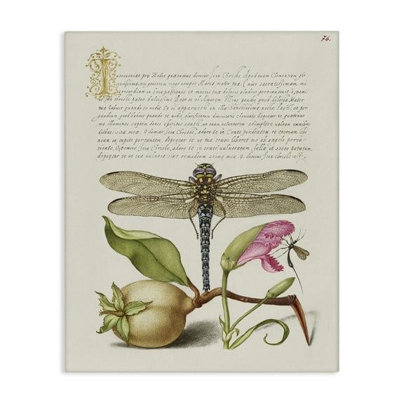 Stupell Industries Vintage Dragonfly & Plants Text & Numbers Painting Wrapped Canvas Art Print Wall Art, 16 x 20