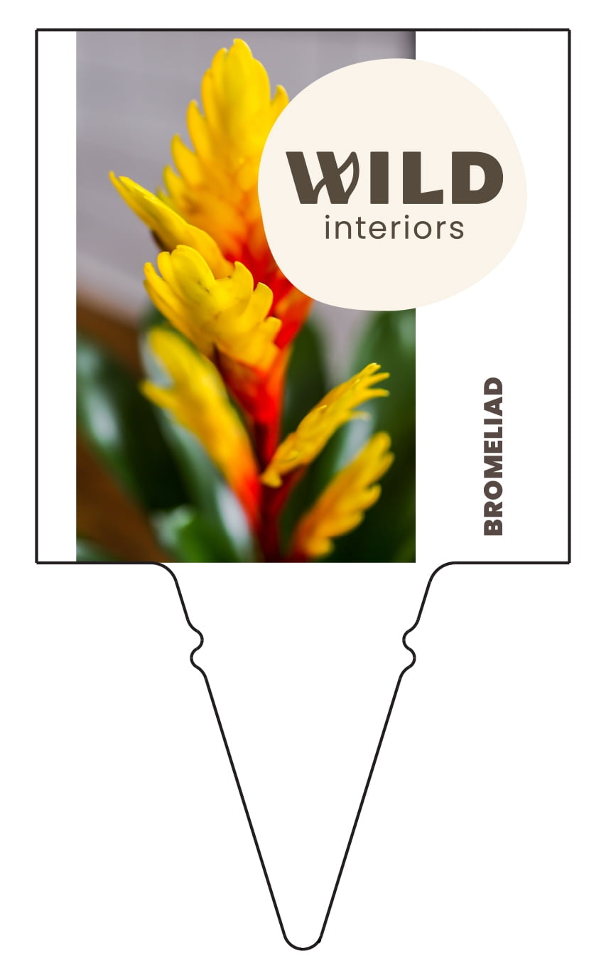 Wild Interiors 14" Tall Bromeliad Live Plant in 5" Decorative Fiber Clay Pot