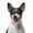 Pink, variant on IUAMXWU Rhinestone Choker Collar - Red S Stretchy Acrylic for Small Dogs
