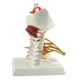 thumbnail image 4 of MODELO MODOLO DE COLUMNA MODELO CERVICALO DE NERVIOS ESPINOSES Humanos Removibles Modelo para la Presentación de Enseñanza de la Comunicación del Paciente Médico, 4 of 7