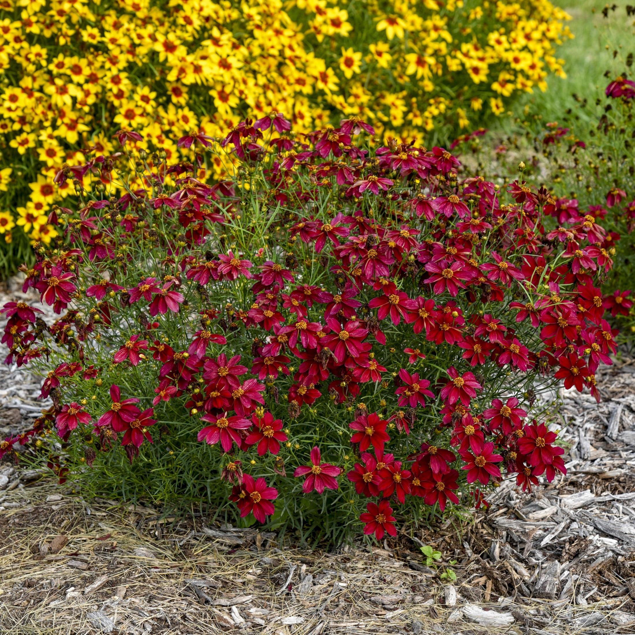 Proven Winners 6" Red Designer Threads 'Scarlet Ribbons' Threadleaf Coreopsis Live Plant in 6.5" Pot