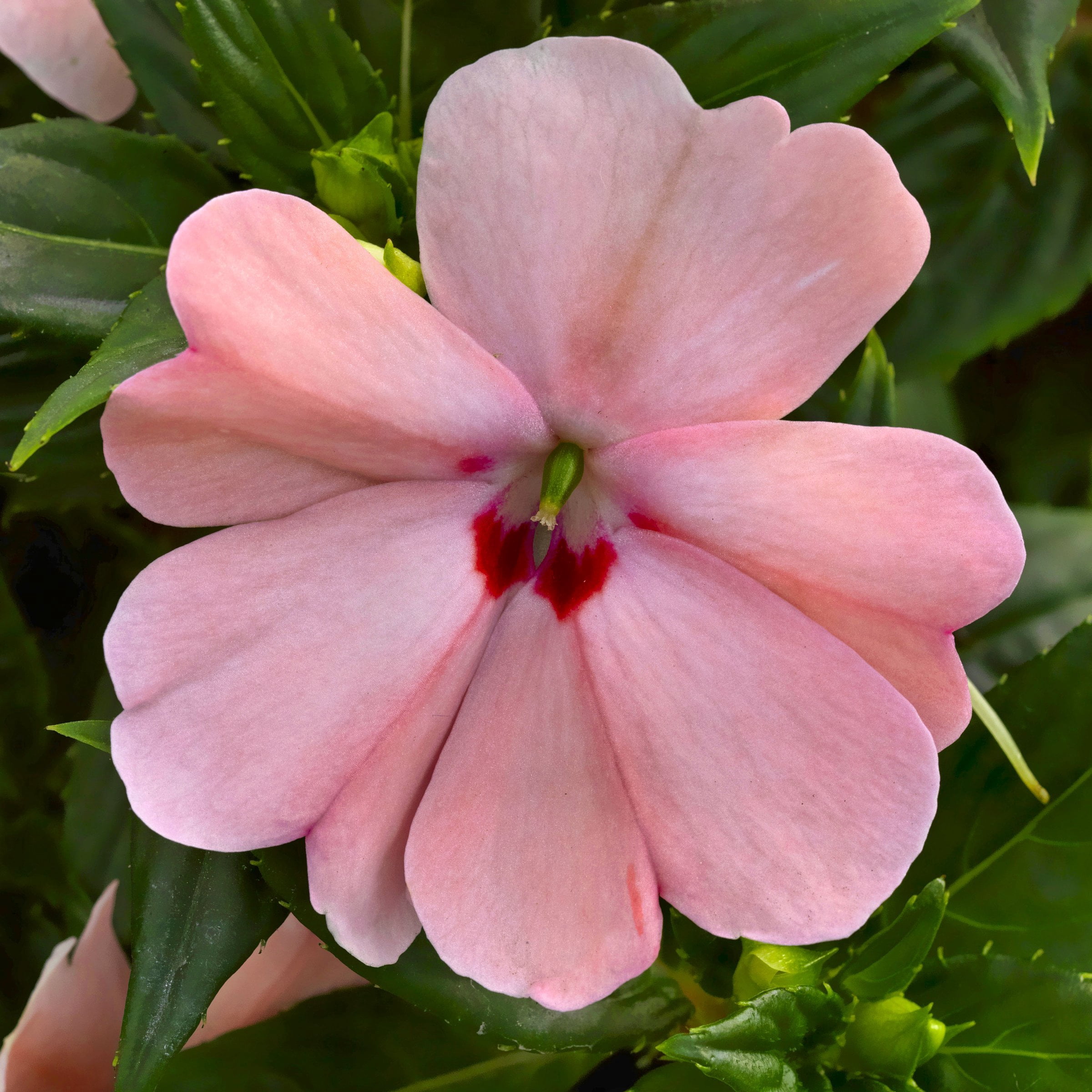 2.5 in. Sunpatiens Vigorous Pink Kiss Live Annual Plant with Pink Flowers (6-Pack)