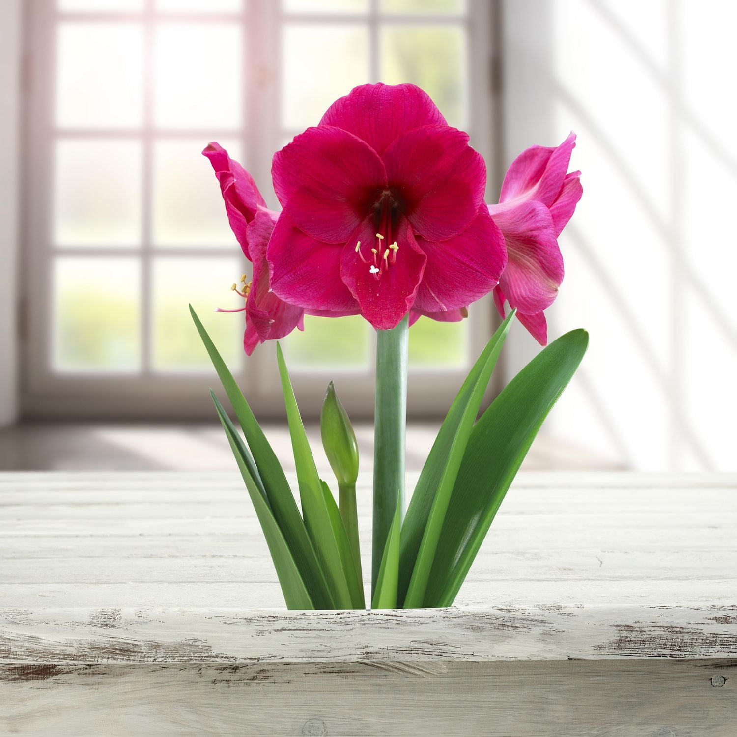 TASC FLOWER BULBS - AMARYLLIS HERCULES- 1 BULB