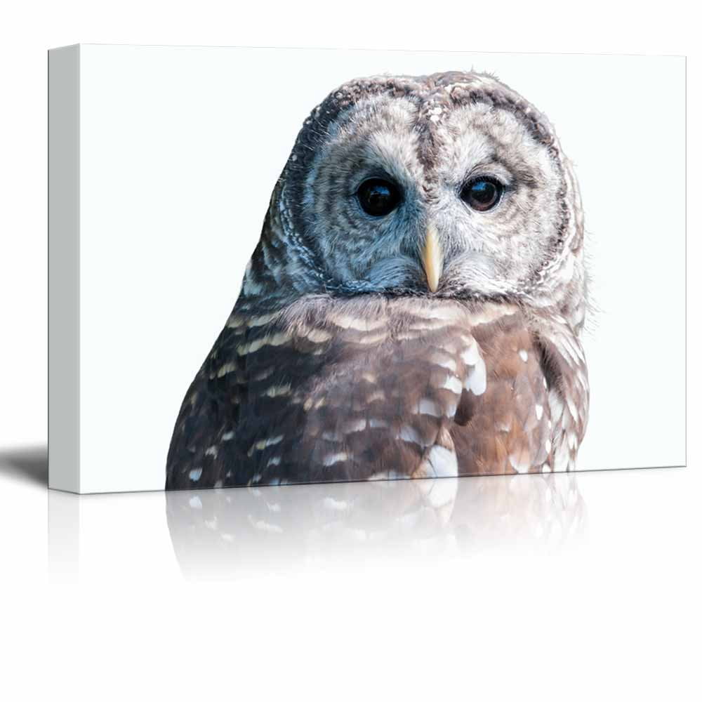 wall26 Canvas Wall Art An Owl Giclee Print Gallery Wrap Modern Home