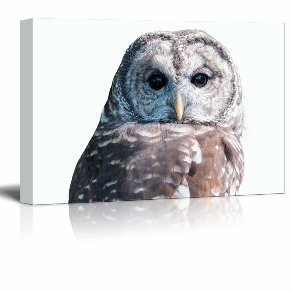 wall26 Canvas Wall Art An Owl Giclee Print Gallery Wrap Modern Home