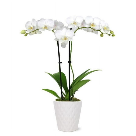 From You Flowers - Pearly White Orchid Plant for Birthday, Anniversary, Get Well, Congratulations, Thank You, All Occasions