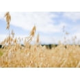 thumbnail image 7 of Organic Quick Cooking Rolled Oats, 0.5 Pounds — Non-GMO, Raw, Vegan — by Food to Live, 7 of 7