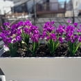 thumbnail image 5 of 10 Bundles Artificial Flowers for Outdoors, UV Resistant Fake Flowers with Plastic Plants, Faux Silk Flowers for Outside Window Box Front Porch Hanging Planter Decor-Purple, 5 of 5