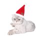 thumbnail image 5 of Gorro de peluche navideño para mascotas, adorable tocado de fiesta para perros pequeños y gatos (rojo), 5 of 7