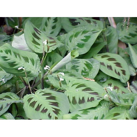 Hirt's Green Prayer Plant - Maranta - Easy to grow - 4