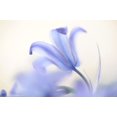 thumbnail image 2 of Jenny Rainbow Fine Art 32x23 Gold Ornate Wood Framed with Double Matting Museum Art Print Titled - Blue Light Wild Hyacinth, 2 of 4
