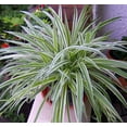 thumbnail image 2 of Reverse Variegated Spider Plant - Cleans the Air - 2" pot, 2 of 4
