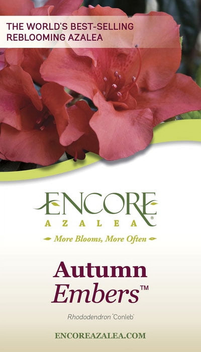 Encore Azalea Autumn Embers (1 Gallon) Red Pink Flowering Shrub - Full Sun Live Outdoor Plant