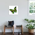 thumbnail image 3 of Art.com Jamaican Flag Butterfly, Isolated On White Art Print by suns_luck, 24" x 24", 3 of 4