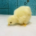 thumbnail image 2 of 3 inch Realistic Chick Plush Toy Simulation Stuffed Animal Soft Cuddly Design Fabric Friends Easter Basket Filler Birthday Gift Home Decor, 2 of 4