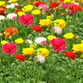 thumbnail image 4 of GSDWIUEW 20 Mixed Ranunculus Bulbs for Planting, Pastel Mixed Ranunculus Bulbs, Buttercup Color Mix Value Bag, Ranunculus Asiaticus Bulbs Mixed Colors, Bloom Year After Year, 4 of 4