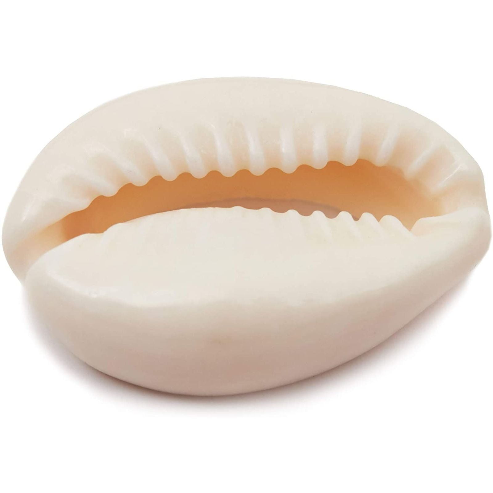 150 Count DIY Crafts Juvale Cowrie Sea Shells for Jewelry Making 