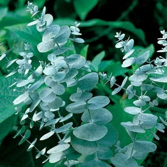 NEW! 25  SEEDS EUCALYPTUS CINEREA SILVER DOLLAR PERENNIAL SEEDS / AROMATIC