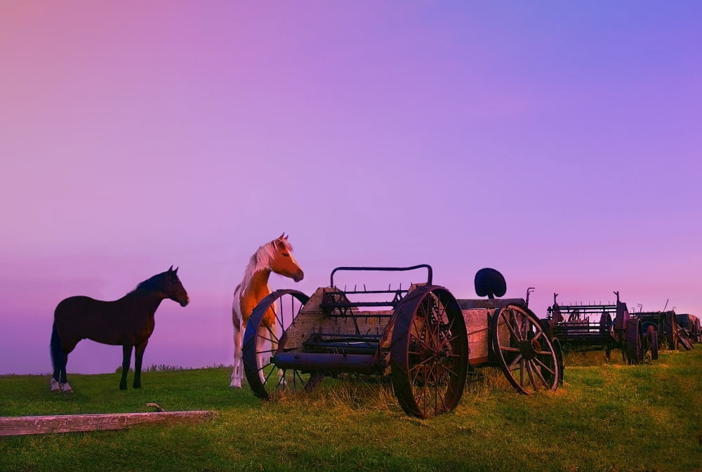 Horses Beside Broke