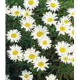thumbnail image 4 of 1000 Graines de Chrysanthème Marguerite Blanche Naine, 4 of 6