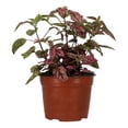 thumbnail image 1 of planta hiedra sueca natural verde 49.8 x 23.7 cm, 1 of 4
