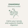 thumbnail image 2 of Té de manzanilla de Traditional Medicinals (bolsa de 6x16), 2 of 7