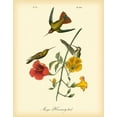 thumbnail image 2 of Audubon, John James 20x24 Black Ornate Wood Framed with Double Matting Museum Art Print Titled - Mango Hummingbird, 2 of 4
