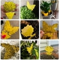 thumbnail image 5 of 40 Pack Fungus Gnat Traps for House Indoor, Fungus Traps Fruit Fly Traps for Indoors Gnats Sticky Traps for Plants Yellow Sticky Traps for Gnats, 5 of 10