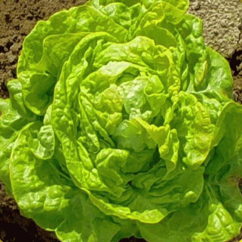 Details about   Oakleaf Lettuce Seeds Variety Sizes Green FREE SHIPPING Heirloom NON-GMO 
