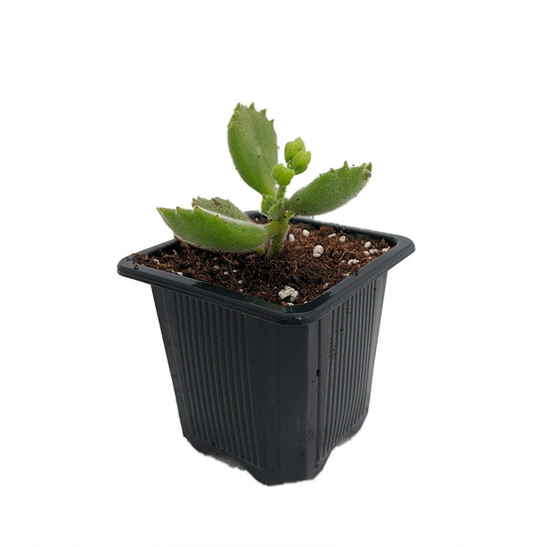 Rare Bear Paw Succulent - Cotyledon tomentosa - Easy to Grow - 2.5 Rare Bear Paw Succulent - Cotyledon tomentosa - Easy to Grow - 2.5